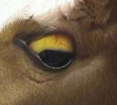 Yellowing of the mucus membranes indicates jaundice, a symptom of liver damage.
